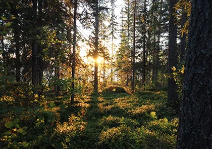 Suomalainen metsä ja massiivipuuovet